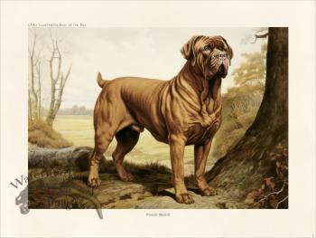 CFA Dog French Mastiff 02
